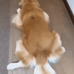 PawTrimmer™ | Tondeuse professionnelle de précision pour animaux domestiques